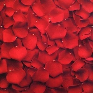 Red rose petal fabric printed on Carvico VITA recycled fiber print base.
