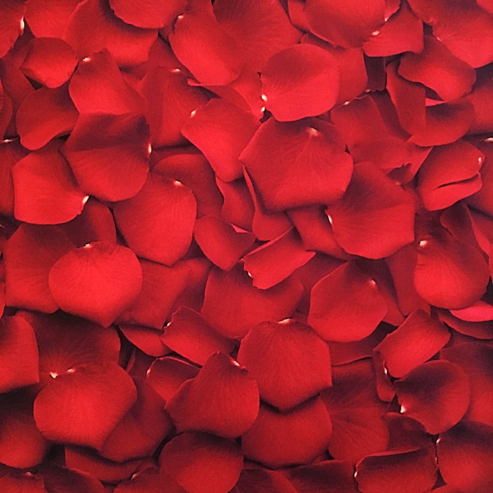 Red Rose Petals –